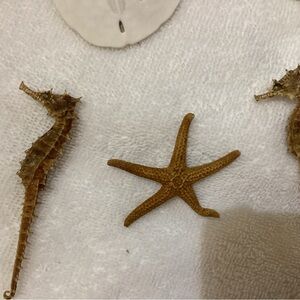 Sea horse and very small starfish, vintage